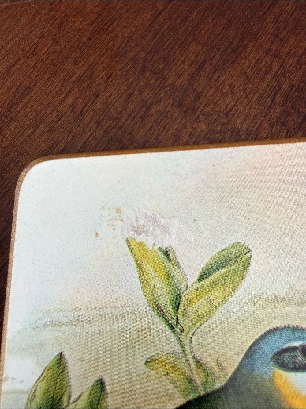 Vintage Bird Cork Back Coaster Set of 3 Cottagecore Nature Decor
